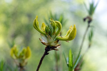 Not blooming buds of yellow rhododendron, yellow azalea or honeysuckle azalea.