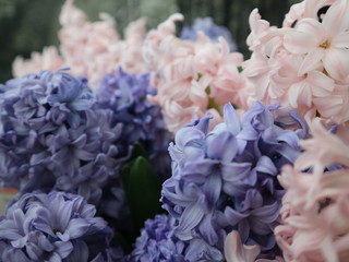 Hyacinth Flower