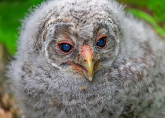 Baby Ural owl (Strix uralensis) in the wild near the nest. The Ural owl (Strix uralensis) is a fairly large nocturnal owl family Strigidae. 