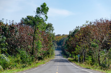 Road Amidst Tree Against Sky