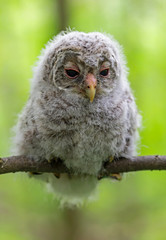 Baby Ural owl (Strix uralensis) in the wild near the nest. The Ural owl (Strix uralensis) is a fairly large nocturnal owl family Strigidae. 