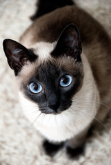 Fototapeta na wymiar Siamese pure breed Cat with blue eyes 