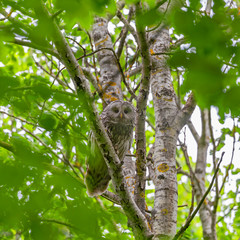    Ural owl (Strix uralensis) in the natural ecosystem of life. The Ural owl (Strix uralensis) is a fairly large nocturnal owl family Strigidae. 