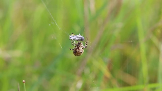 Four Spot Orb-Weaver (Araneus quadratus) Spider. A spider bites a fly that has fallen into its web