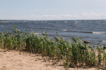 Grass on the shore of the Gulf of Finland