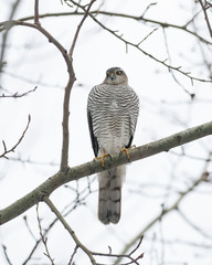 The Eurasian sparrowhawk (Accipiter nisus), is a small bird of prey in the family Accipitridae. 