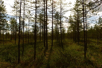 Obraz premium Shadows and morning sunlight on the green cover of plants in the swamp forest