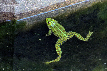 Common frog resting in a pond