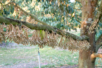 Durian flowers are blooming on the branches in the garden. King of fruit in Thailand	