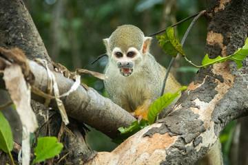 Macaco na Amazônia