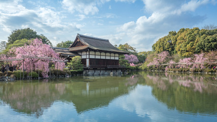 Fototapeta na wymiar 京都府 平安神宮 桜