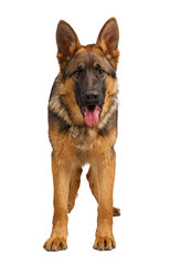 Portrait of a german shepherd dog isolated on white background