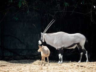Close up Oryx or Gemsbok with Little Deer Isolated on Background