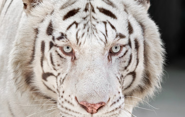 Close up Head of White Bengal Tiger Staring Isolated on Background