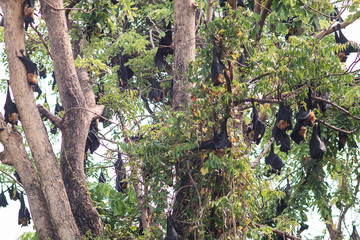 Fototapeta premium Bat hanging on the tree.Corona virus concept