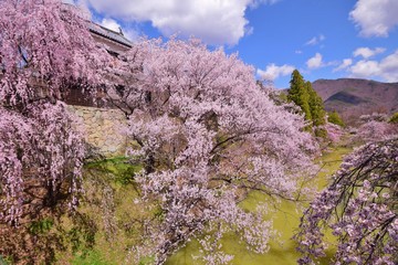 上田城　桜の咲く季節