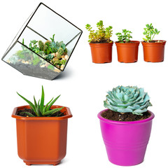 Collage of potted succulents isolated on white