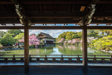 京都府 平安神宮 桜