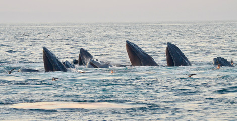 A group of seven humpback whales at the surface following cooperative bubble net feeding. ...