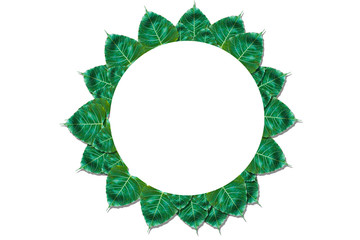 Fototapeta premium leaves in a white frame, Beautiful leaves, leaves background 