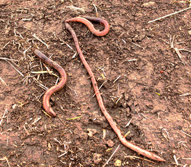 Large earthworms on earth