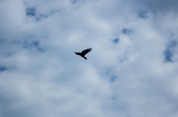 Fototapeta na wymiar A bird flies against the background of a cloudy sky