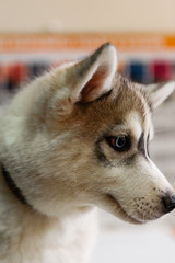 Preventive examination of a husky at the veterinarian. Cute husky face
