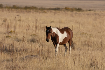Fototapeta na wymiar Majestic Wild Horse in Fall in the Utah Desert