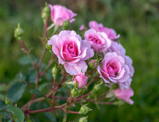 a branch of a tea rose Bush with blooming flowers and buds in a soft blur