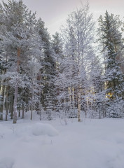 Russia.Karelia.The sun shines through the trees on a winter day.January.2020.