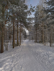 Russia.Karelia.Snow path goes through the forest. January.2020.