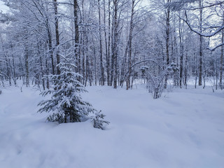 Fototapeta na wymiar Russia.Karelia.A small Christmas tree on a forest glade in winter.January.2020.