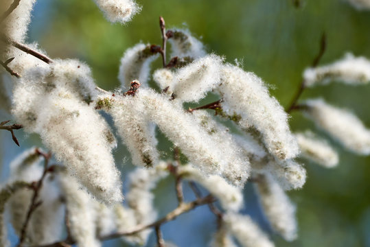 White poplar fluff, white cotton (Populus alba)