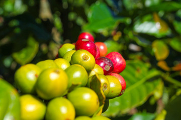 ripe fruit on the coffee plantations in the Vietnamese province