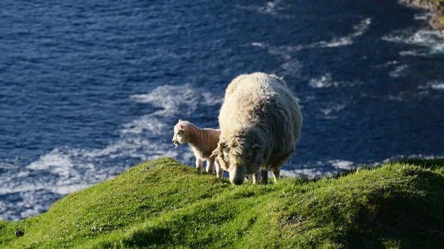 White sheep, ewe with lamb grazing on sea cliff top in  Shetland, Scotland, UK