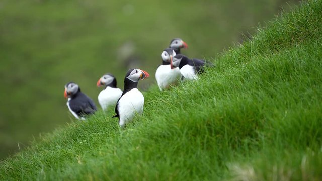 Many cute Atlantic Puffins (Fratercula arctica) are nesting in Mykines island, Faroe Islands.