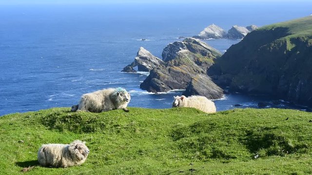 White sheep ruminating, chewing cud on sea cliff top in Hermaness, Unst, Shetland, Scotland, UK