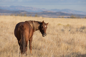 Majestic Wild Horse in Fall in the Utah Desert