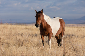 Majestic Wild Horse in Fall in the Utah Desert