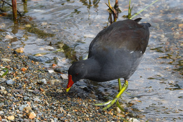 Gallinella d'acqua (Gallinula chloropus) sulla riva del lago 