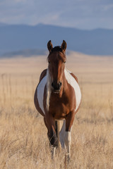Obraz premium Majestic Wild Horse in Fall in the Utah Desert