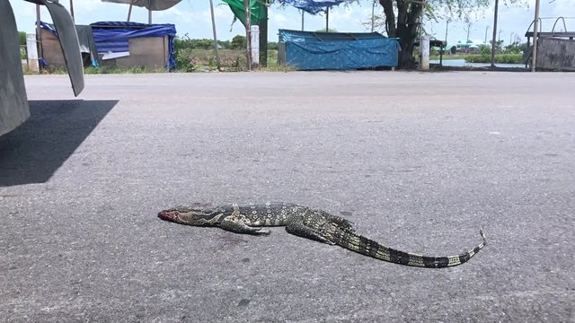 The varanid lizard is lying dead on the road. The Varanus salvator, know as Asian water monitor, dead from crash of car on a asphalt road, Thailand.