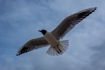 White-blue gull with a black head on a background of cloudy sky.