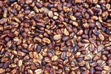 Rohkaffee Aufbereitung nach dem Honey Process Verfahren