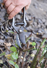 Gardener remove dead, dying, damaged and diseased rose stems with shears