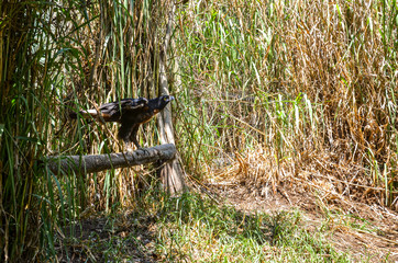 black eagle hunting on a field
