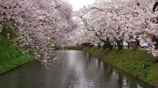 Hirosaki park cherry blossoms matsuri festival in springtime season beautiful morning day. Beauty full bloom pink sakura flowers at outer moat. Aomori Prefecture, Tohoku Region, Japan