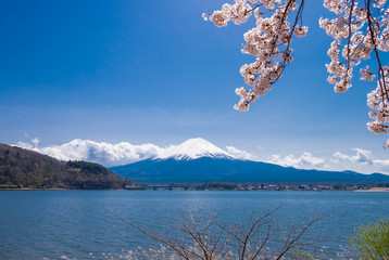 Mountain Fuji at Kawaguchiko lake under blue sky with cherry blossom branch