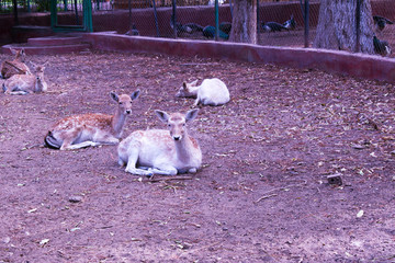 Obraz premium A group of deer sitting on the ground