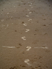 Many bare footprints on the wet sand of a beach